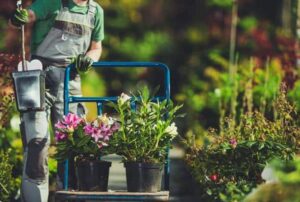 Commercial Gardening and lawn services